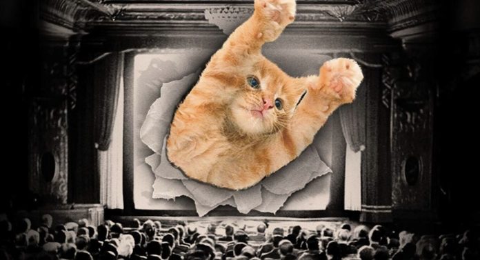 catvideofest