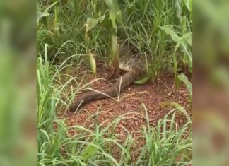 Engenheiro se surpreende com cobra gigante em estrada no interior do TO; VÍDEO