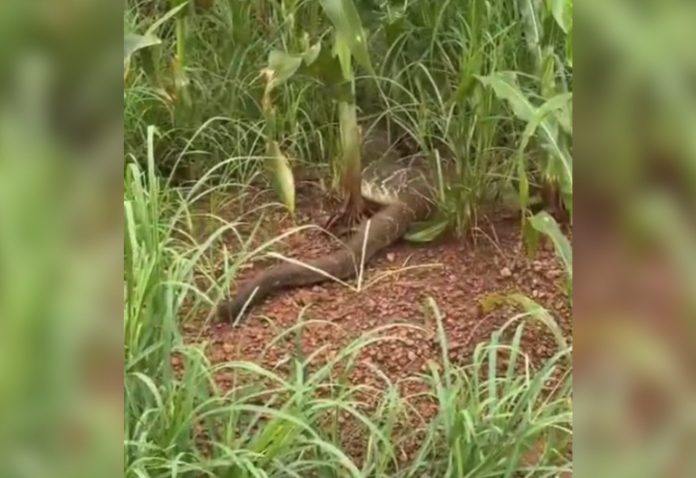 modelo-foto-fundo-borrado-48-