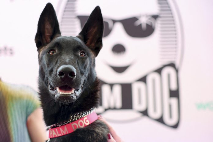 2026-05-22t174036z-1-lynxmpem4l1fm-rtroptp-4-filmfestival-cannes-palm-dog-scaled