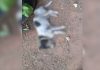 Pitbulls atacam e matam cachorro que fazia companhia para idosa em Palmas; VÍDEO