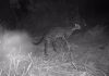 Ciclista que faz trilhas e monitora animais com câmeras no cerrado viraliza com vídeos noturnos