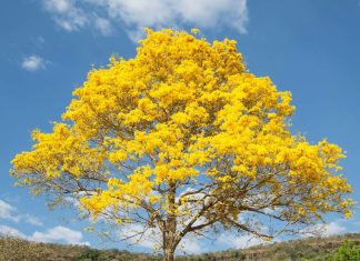 Cerrado do Tocantins floresce em meio à seca e transforma paisagem de Palmas; entenda